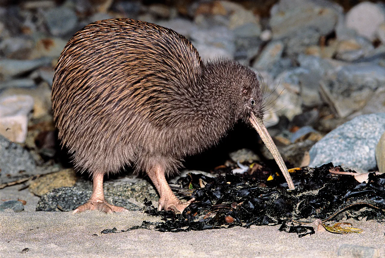 Kiwi - Stewart Island - Southland, New Zealand - Credit Great South (4)