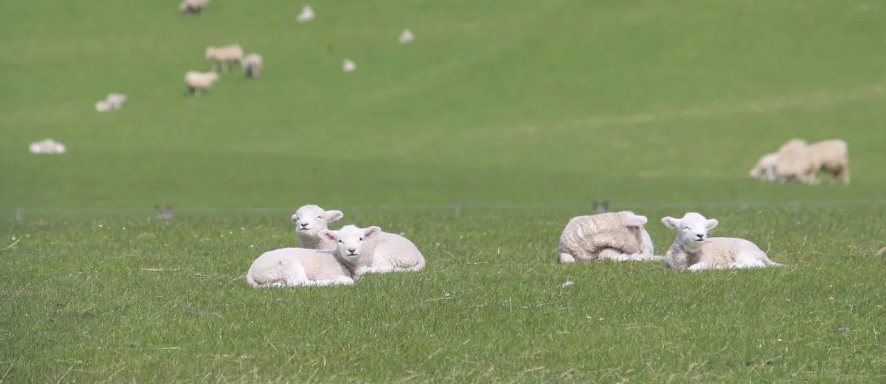 Jeff Farm - Southland, New Zealand - Credit Great South (6)