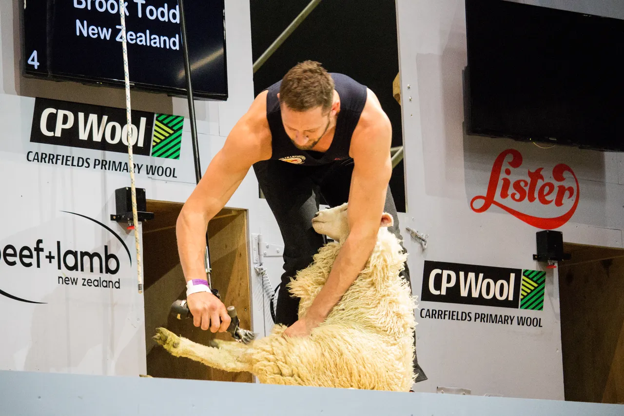 World Shearing & Wool Handling Championships 2017 - Southland, New Zealand - Credit Great South (41)