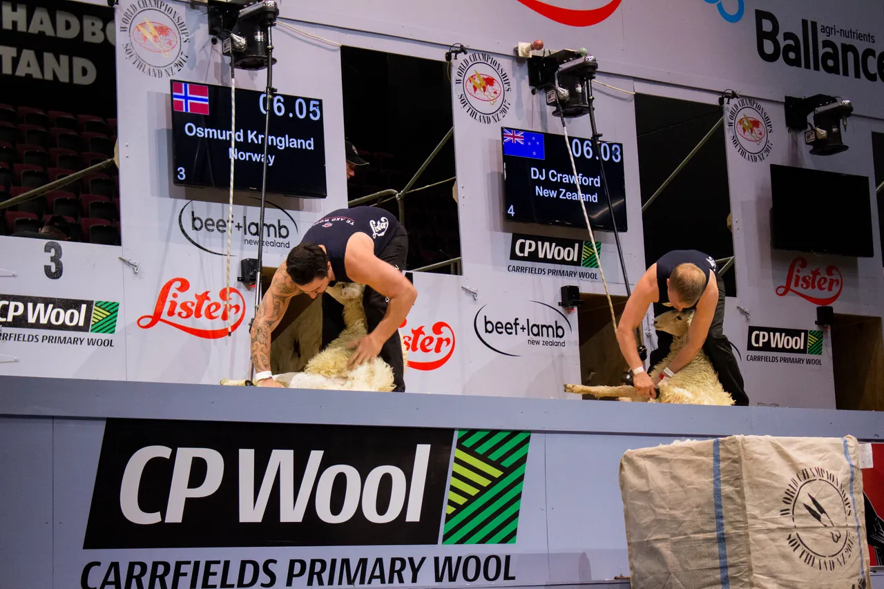 World Shearing & Wool Handling Championships 2017 - Southland, New Zealand - Credit Great South (40)
