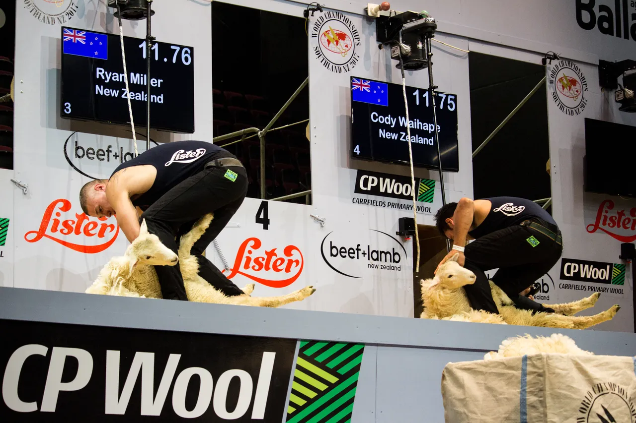 World Shearing & Wool Handling Championships 2017 - Southland, New Zealand - Credit Great South (42)