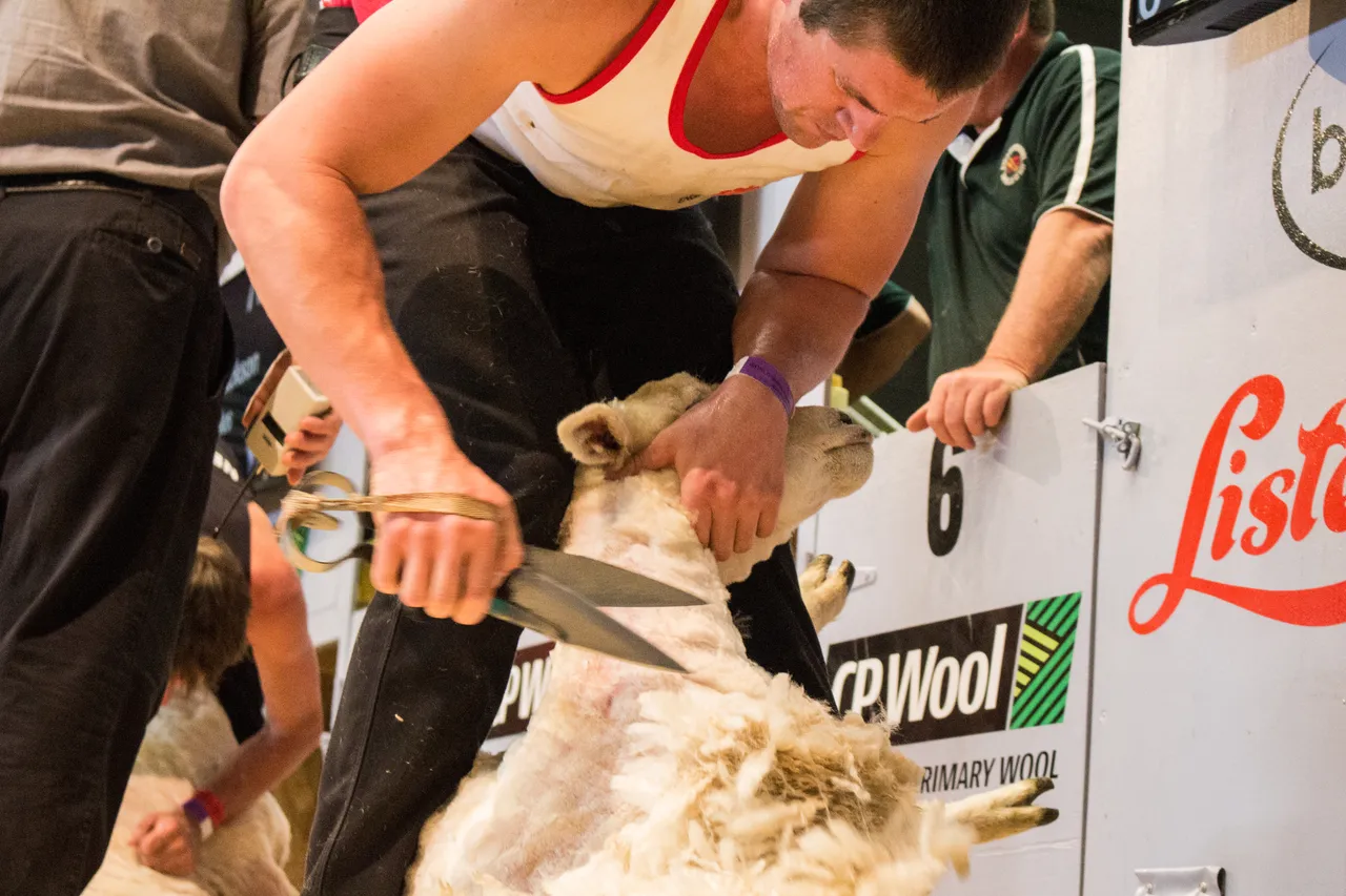 World Shearing & Wool Handling Championships 2017 - Southland, New Zealand - Credit Great South (51)