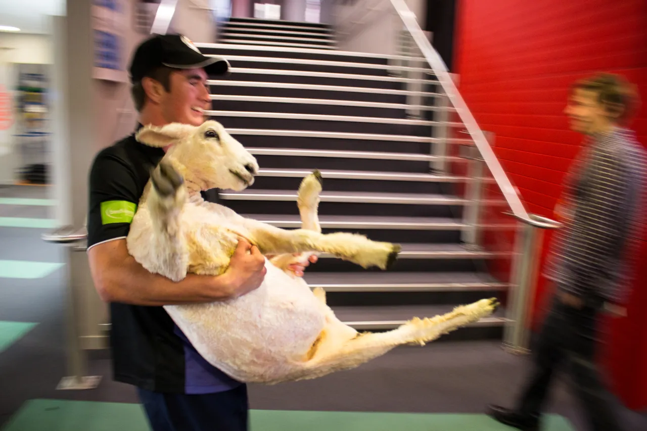 World Shearing & Wool Handling Championships 2017 - Southland, New Zealand - Credit Great South (37)