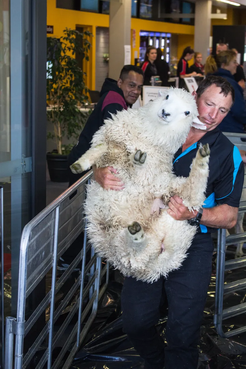 World Shearing & Wool Handling Championships 2017 - Southland, New Zealand - Credit Great South (35)