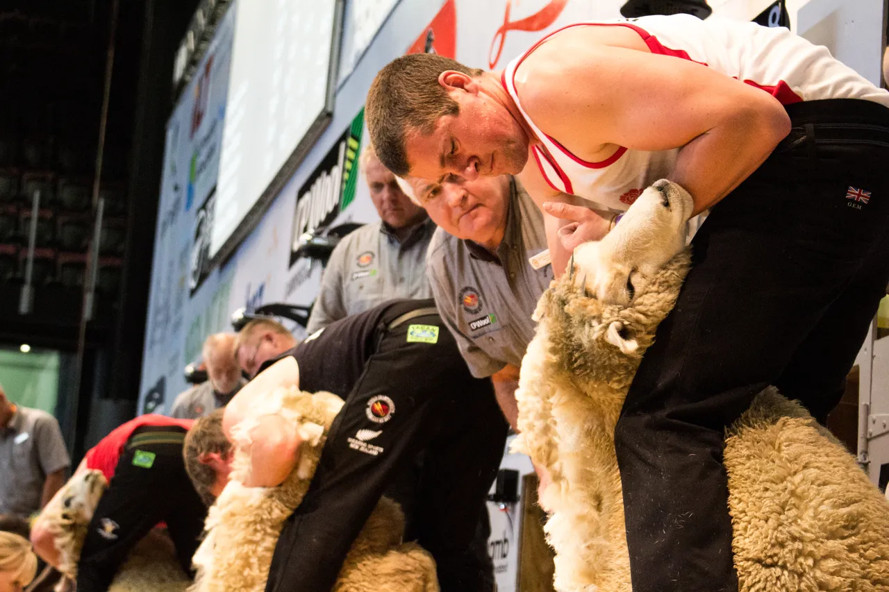 World Shearing & Wool Handling Championships 2017 - Southland, New Zealand - Credit Great South (50)
