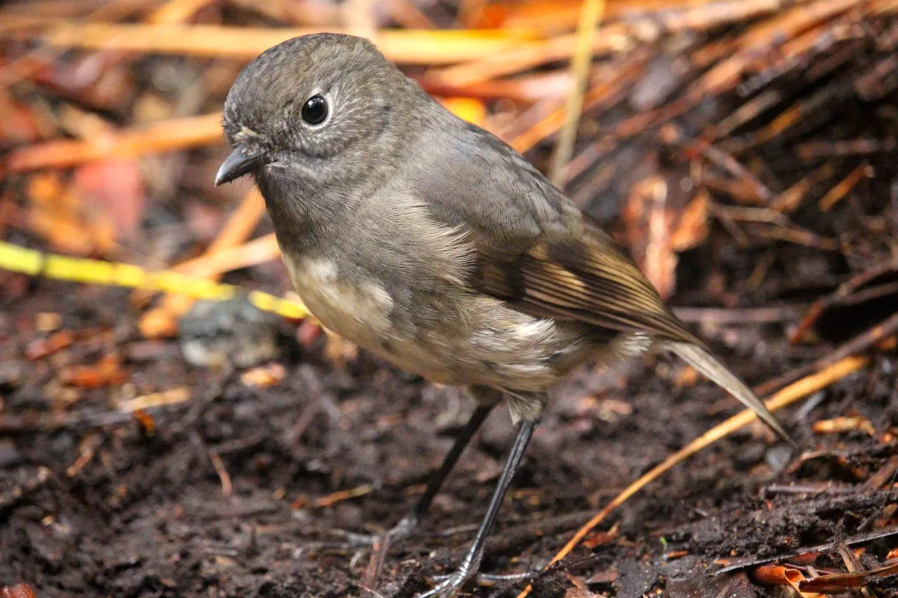 Tom Tit on Ulva Island - Southland, New Zealand - Credit Great South