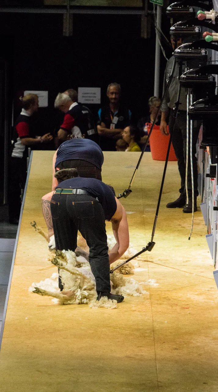 World Shearing & Wool Handling Championships 2017 - Southland, New Zealand - Credit Great South (52)