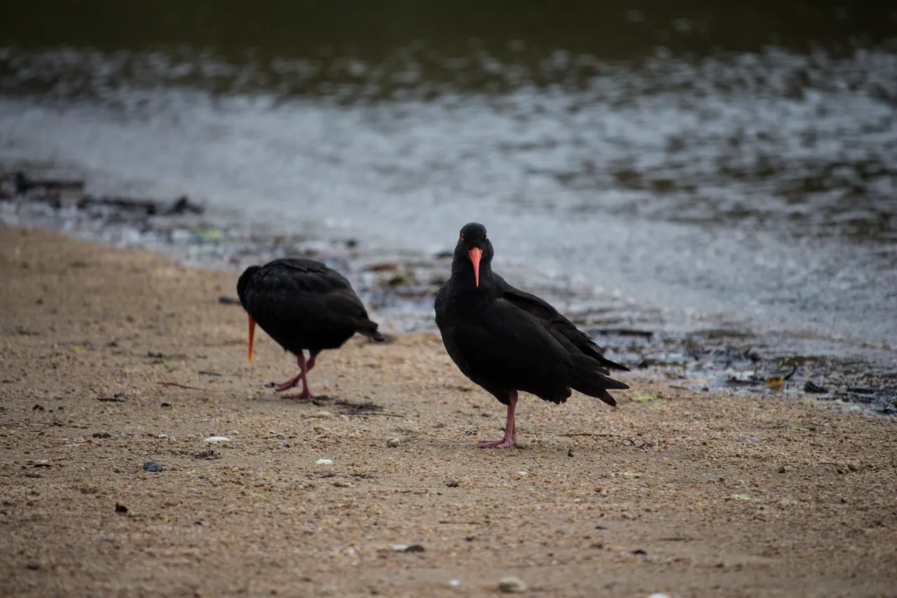 Oystercatcher on Ulva Island - Southland, New Zealand - Credit Great South