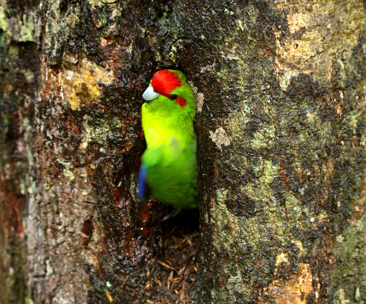 Kakariki on Ulva Island - Southland, New Zealand - Credit Great South (3)
