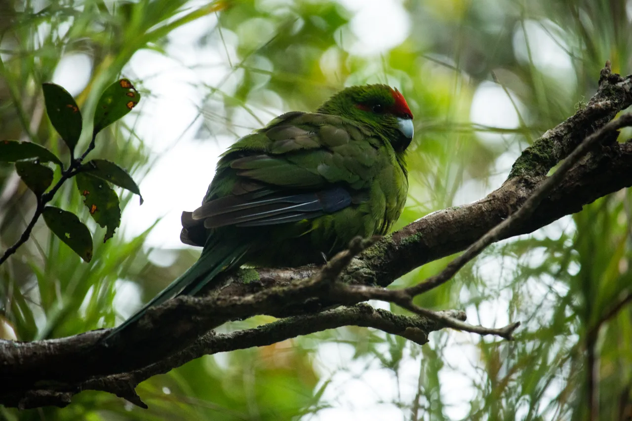 Kakariki on Ulva Island - Southland, New Zealand - Credit Great South (1)