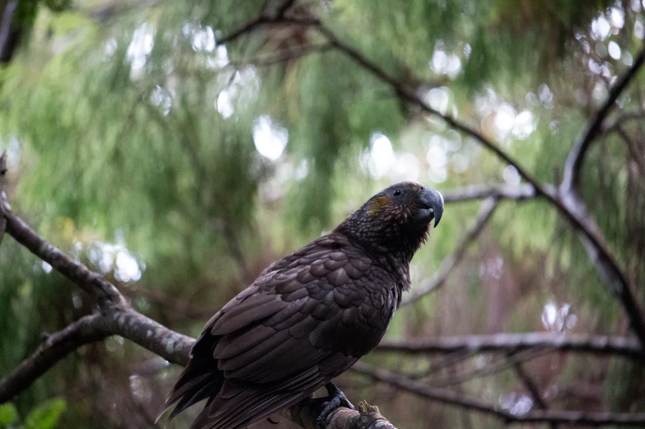 Kaka on Ulva Island - Southland, New Zealand - Credit Great South (2)