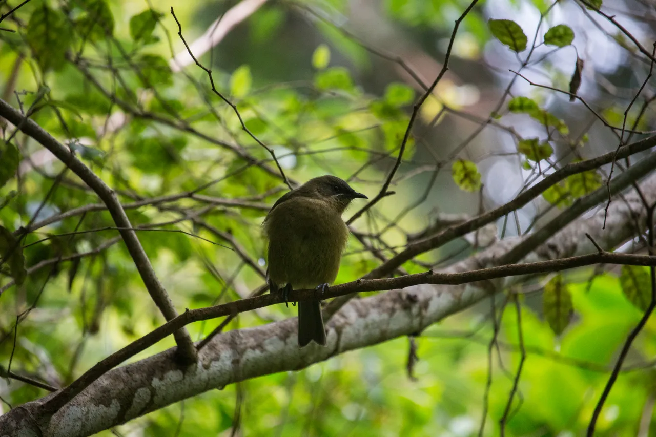 Bellbird on Ulva Island - Southland, New Zealand - Credit Great South