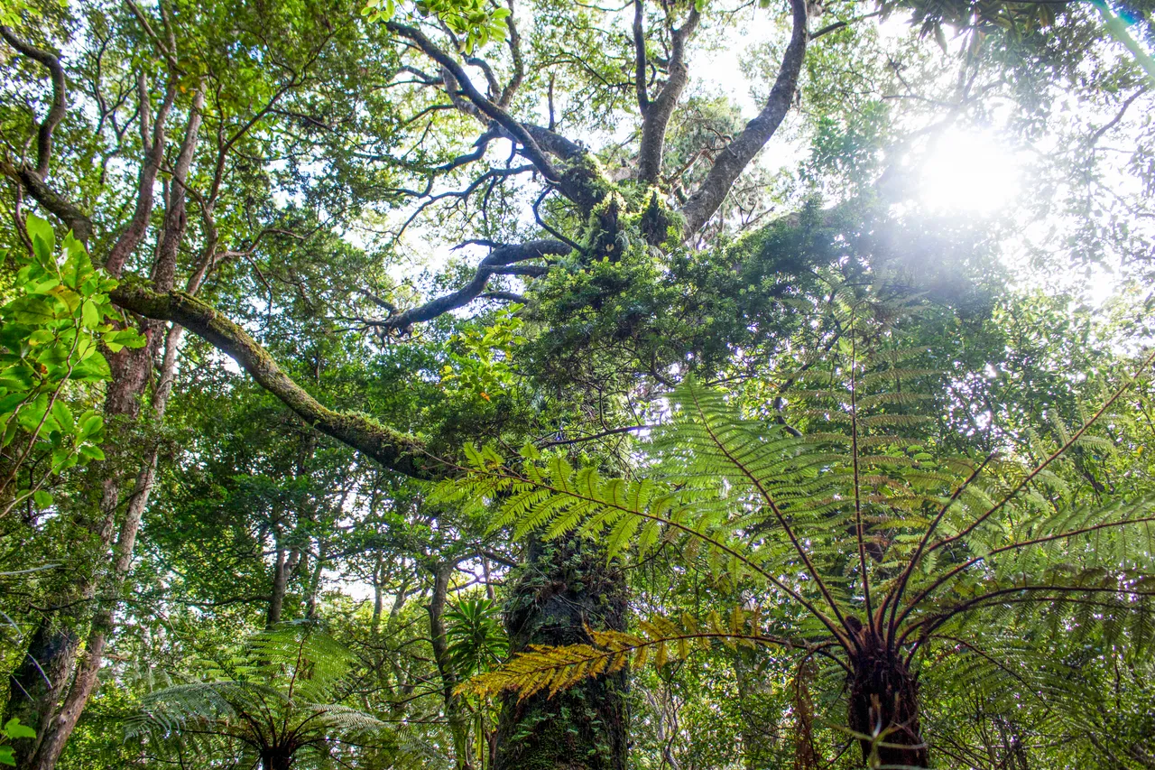 Ulva Island - Southland, New Zealand - Credit Great South (2)