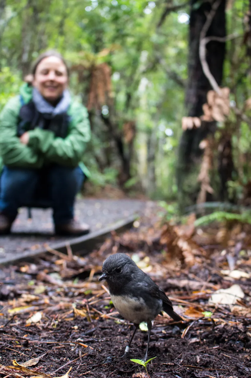 Ulva Island - Southland, New Zealand - Credit Great South (1)