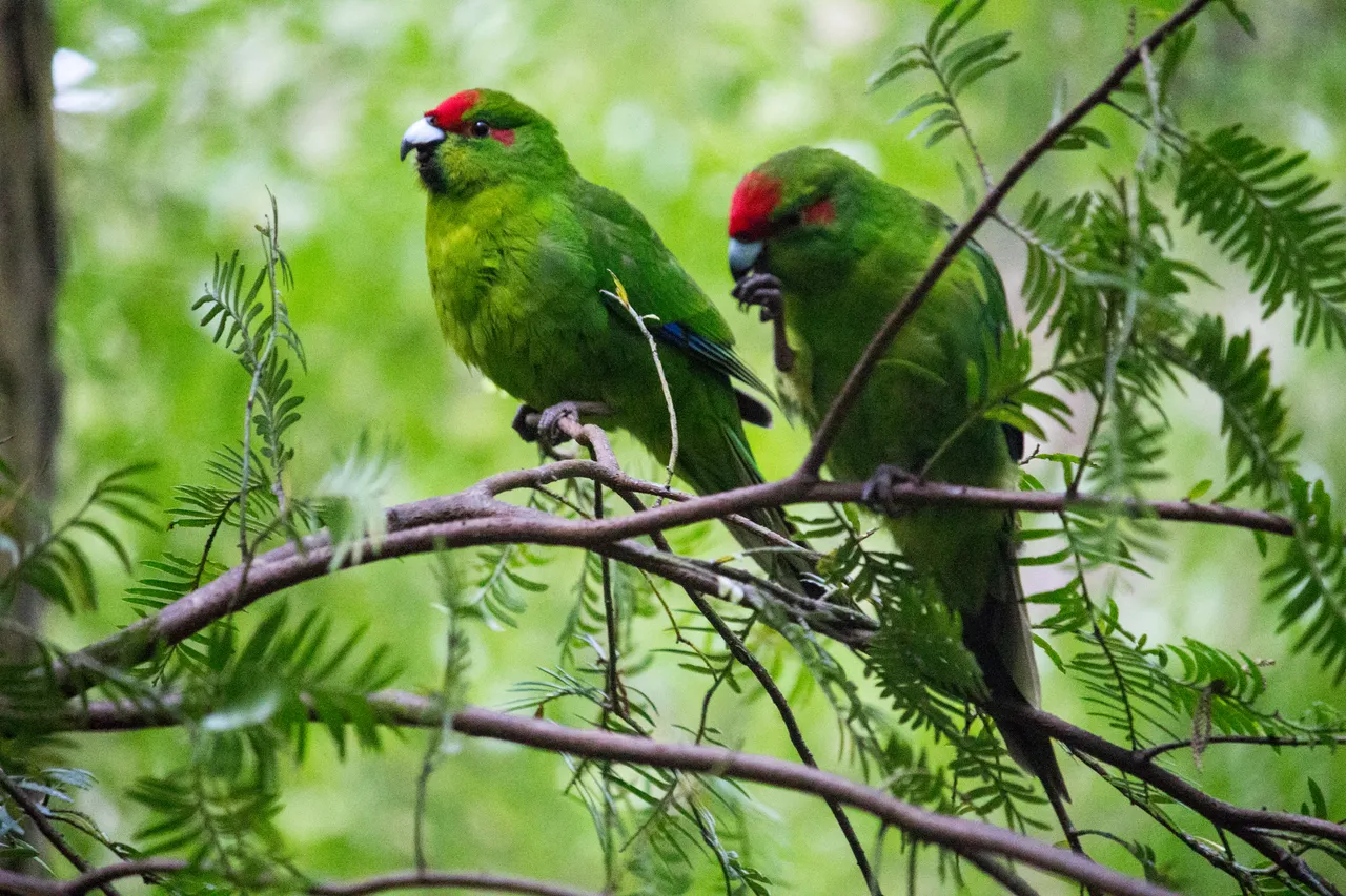 Kakariki on Ulva Island - Southland, New Zealand - Credit Great South (2)