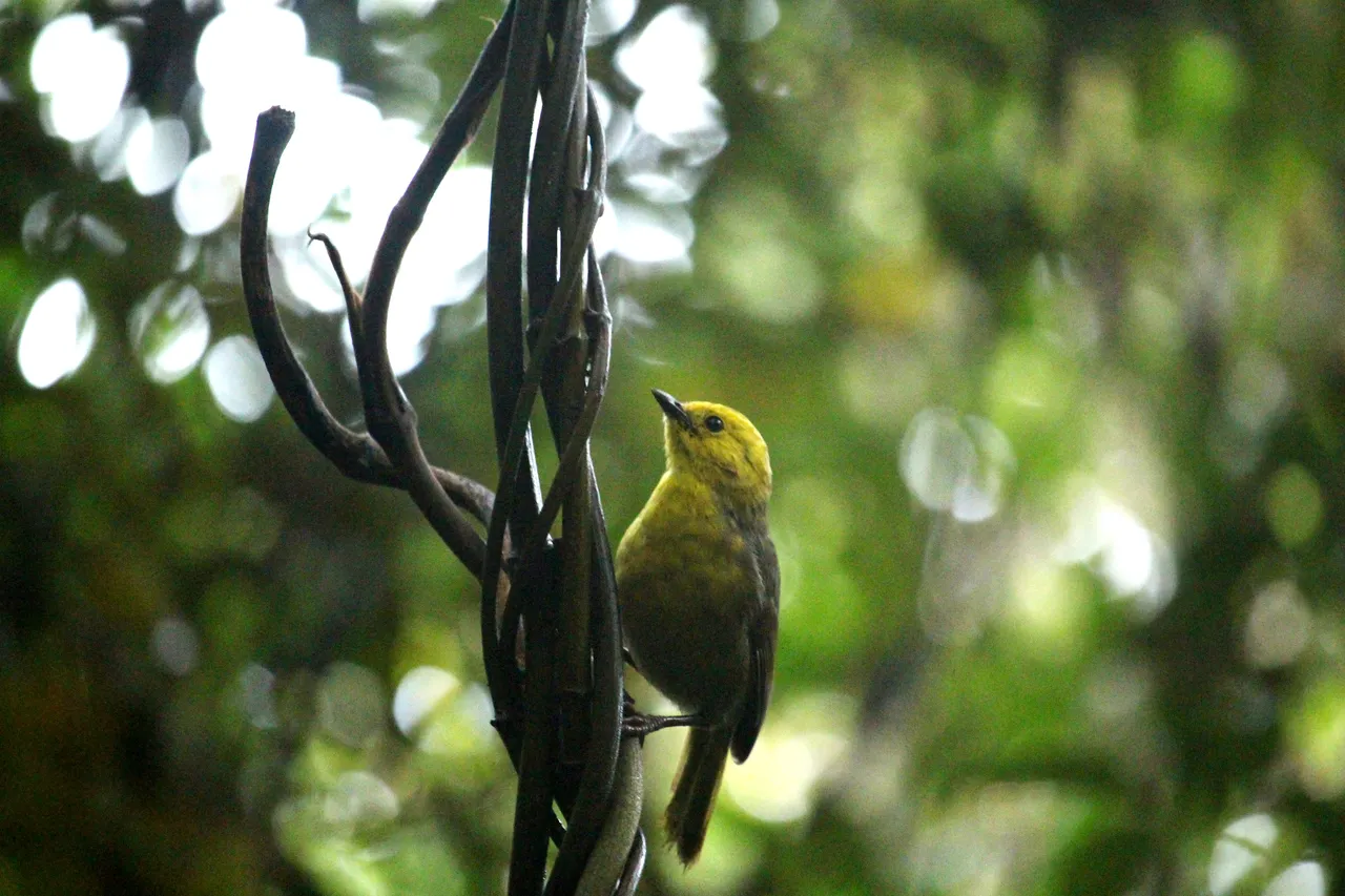 Mohua on Ulva Island - Southland, New Zealand - Credit Great South (1)