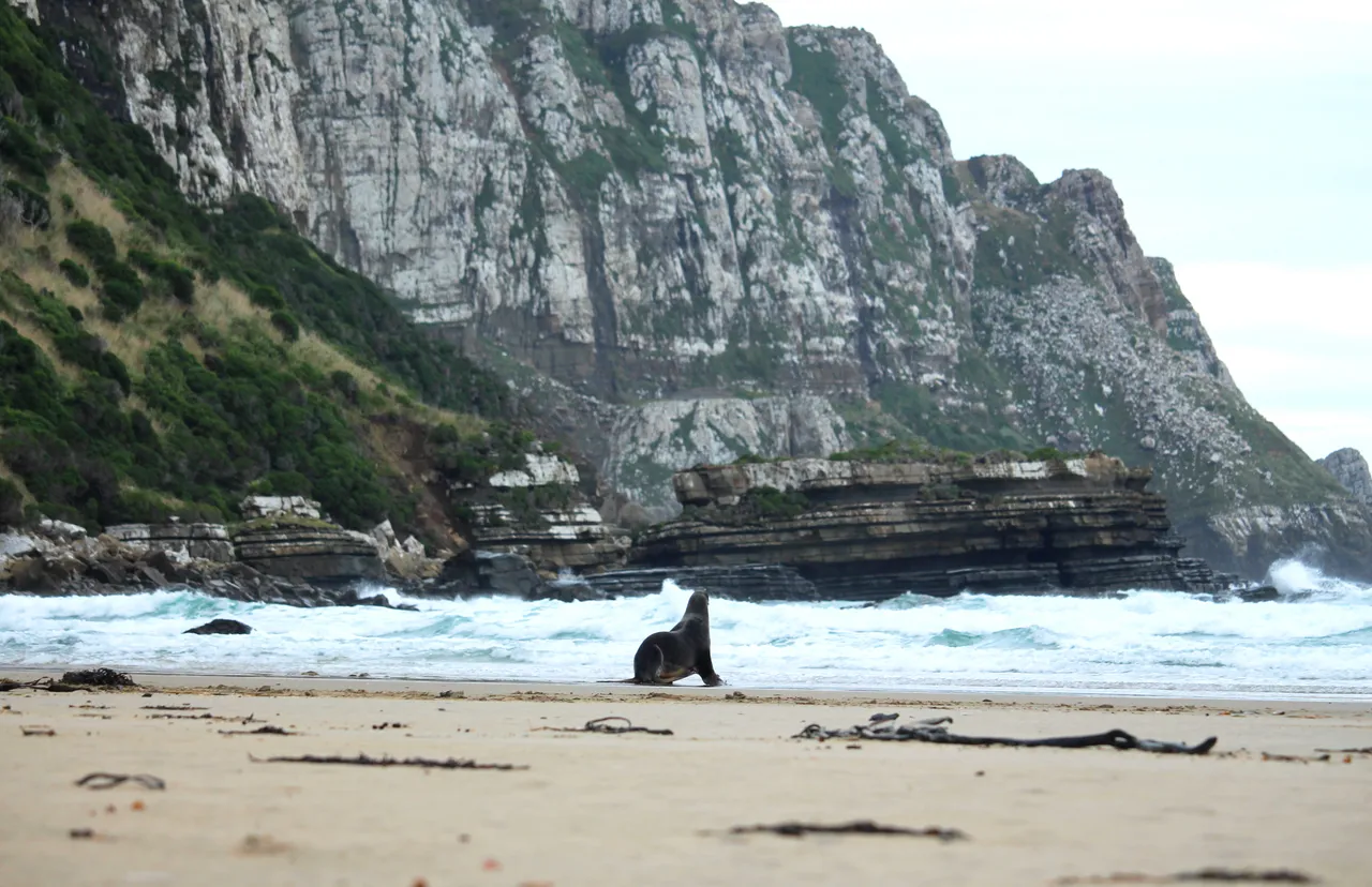 Sea Lions at Purakaunui Bay - Southland, New Zealand - Credit Great South (2)