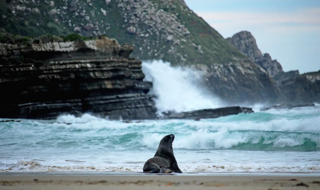 Sea Lions at Purakaunui Bay - Southland, New Zealand - Credit Great South (3)