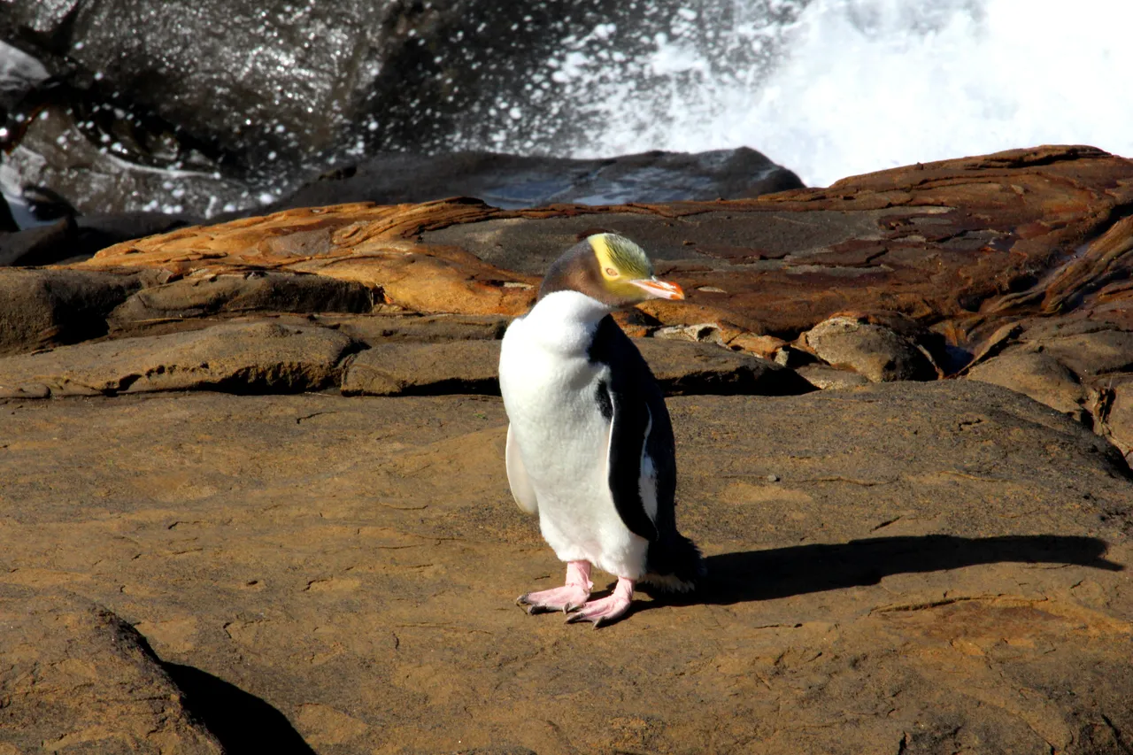 Penguins at Curio Bay - Southland, New Zealand - Credit Great South (4)
