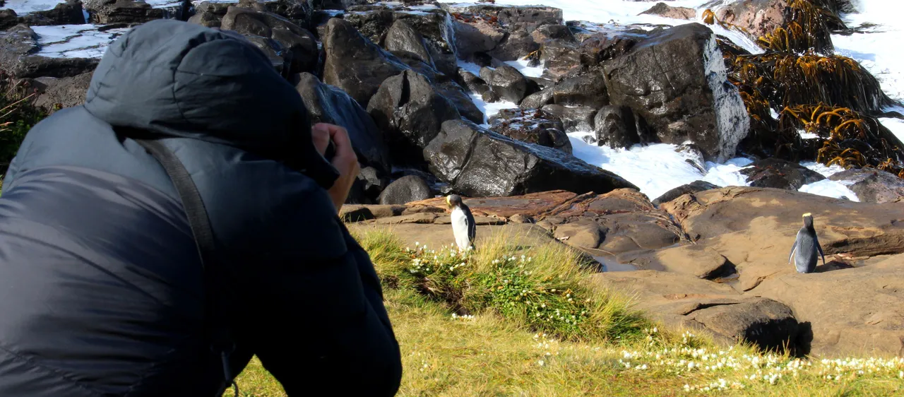 Penguins at Curio Bay - Southland, New Zealand - Credit Great South (1)