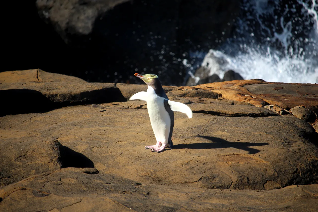 Penguins at Curio Bay - Southland, New Zealand - Credit Great South (3)