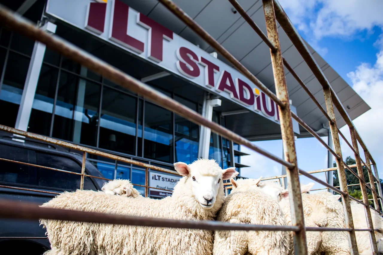 World Shearing & Wool Handling Championships 2017 - Southland, New Zealand - Credit GReat South (1)