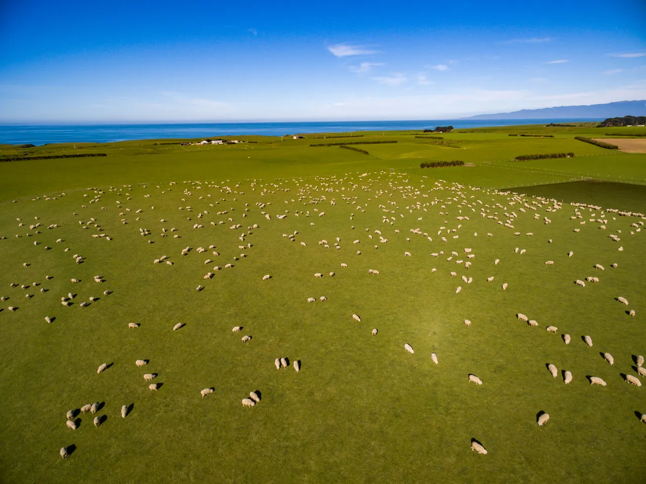 Sheep Farm - Southland, New Zealand - Credit Videocopter (16)