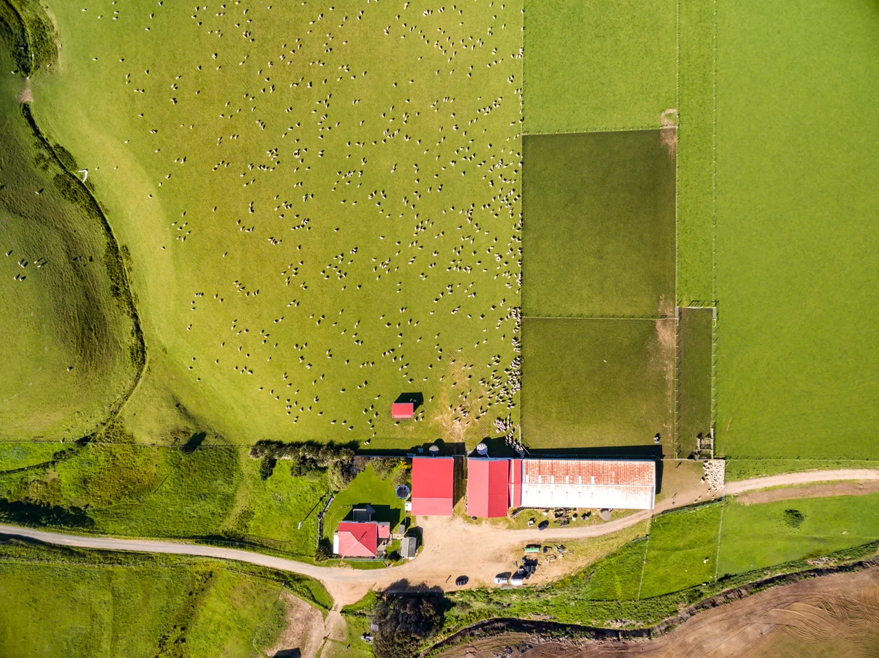 Sheep Farm - Southland, New Zealand - Credit Videocopter (14)