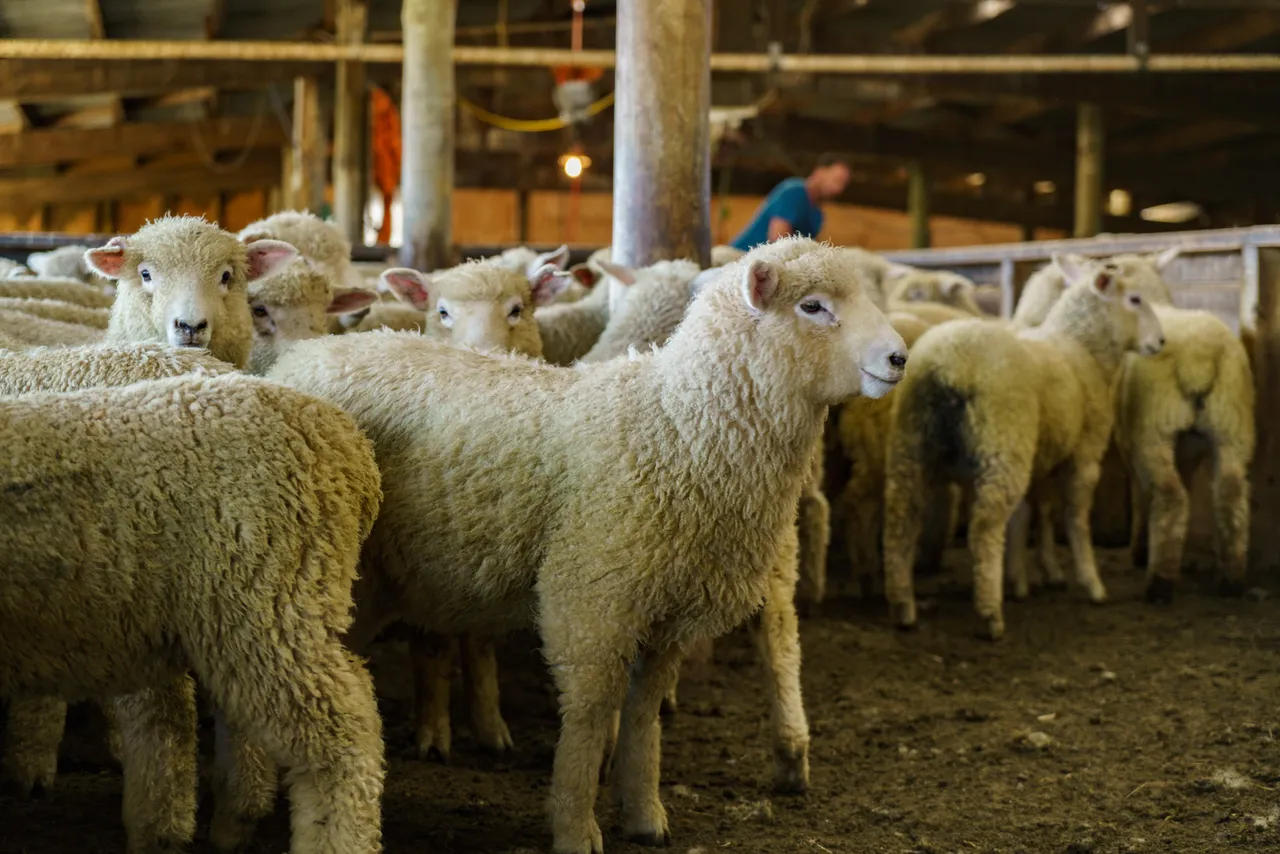 Sheep Farm - Southland, New Zealand - Credit Videocopter (7)
