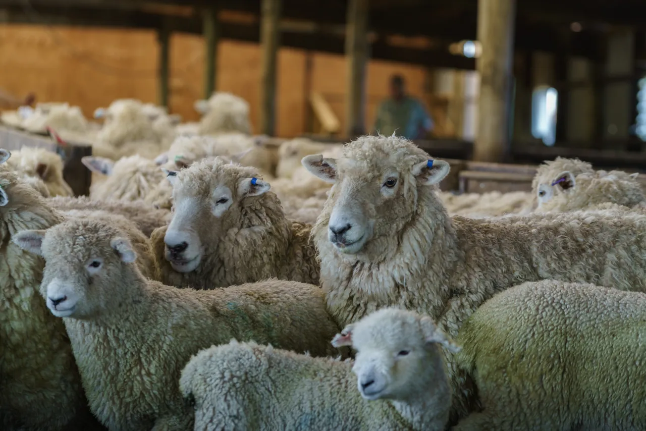 Sheep Farm - Southland, New Zealand - Credit Videocopter (10)