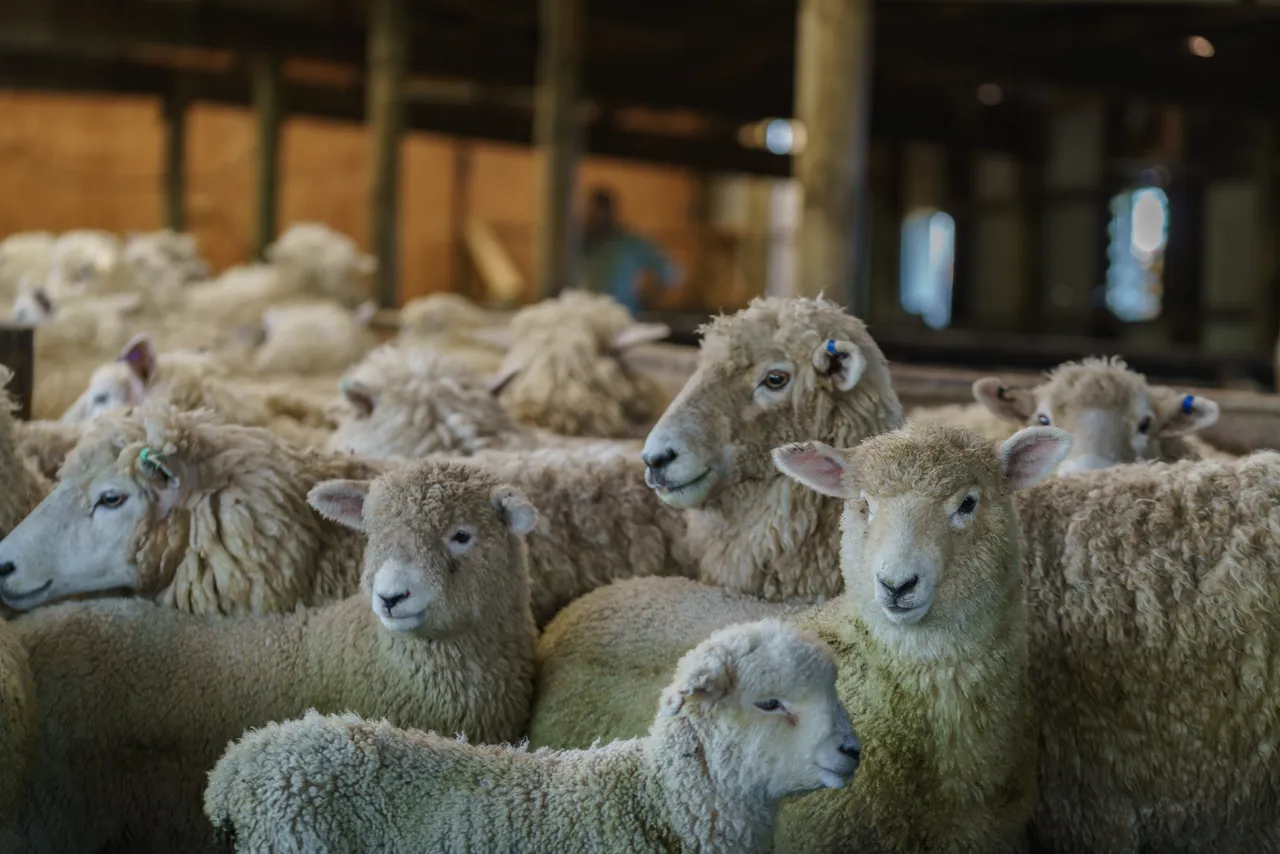 Sheep Farm - Southland, New Zealand - Credit Videocopter (9)