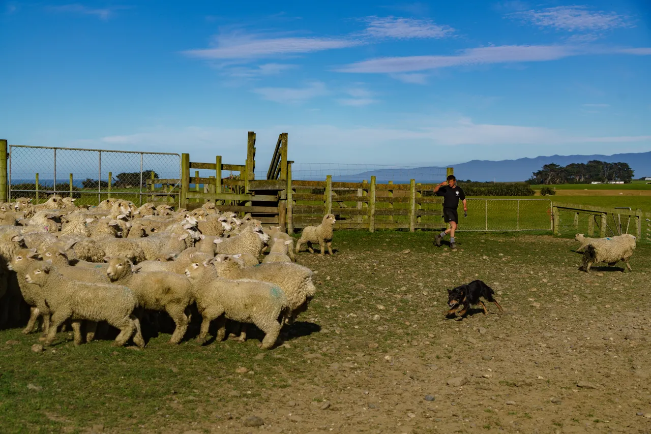 Sheep Farm - Southland, New Zealand - Credit Videocopter (2)