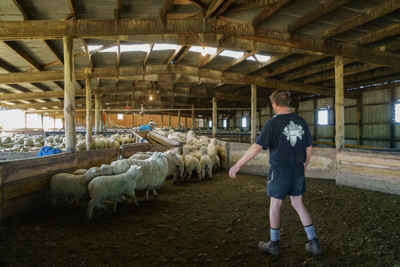 Sheep Farm - Southland, New Zealand - Credit Videocopter (5)