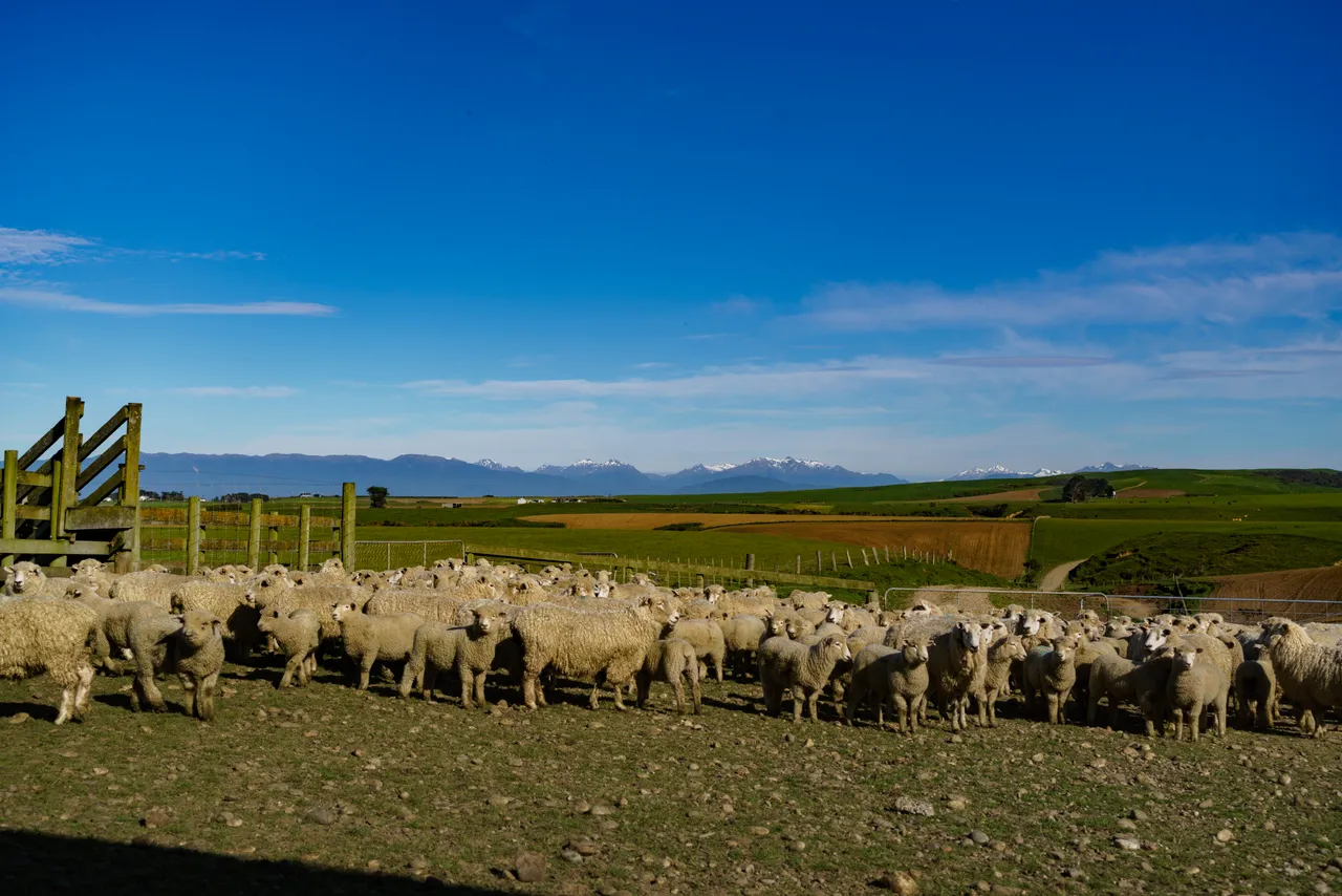 Sheep Farm - Southland, New Zealand - Credit Videocopter (1)