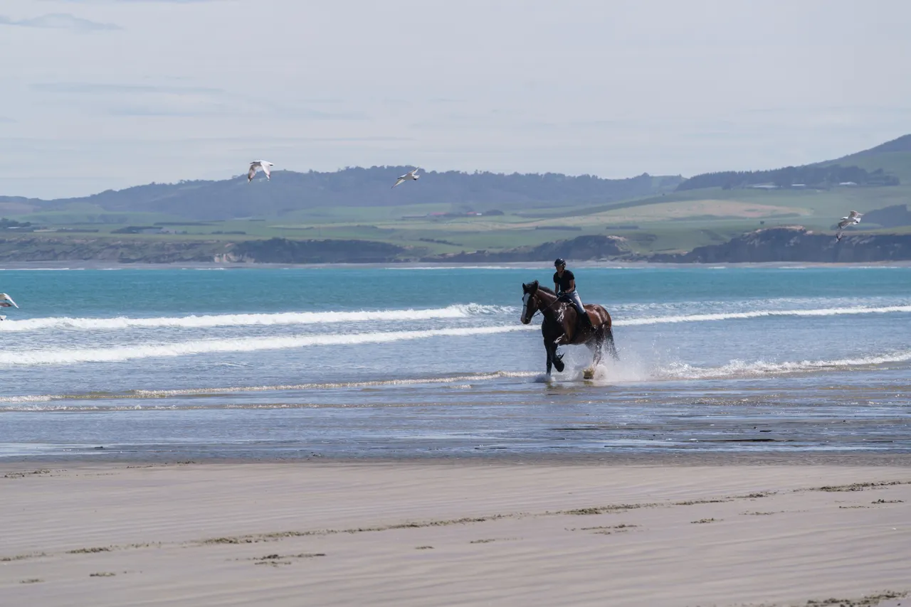 Horse Riding - Monkey Island Beach - Southland, New Zealand - Credit Videocopter (14)