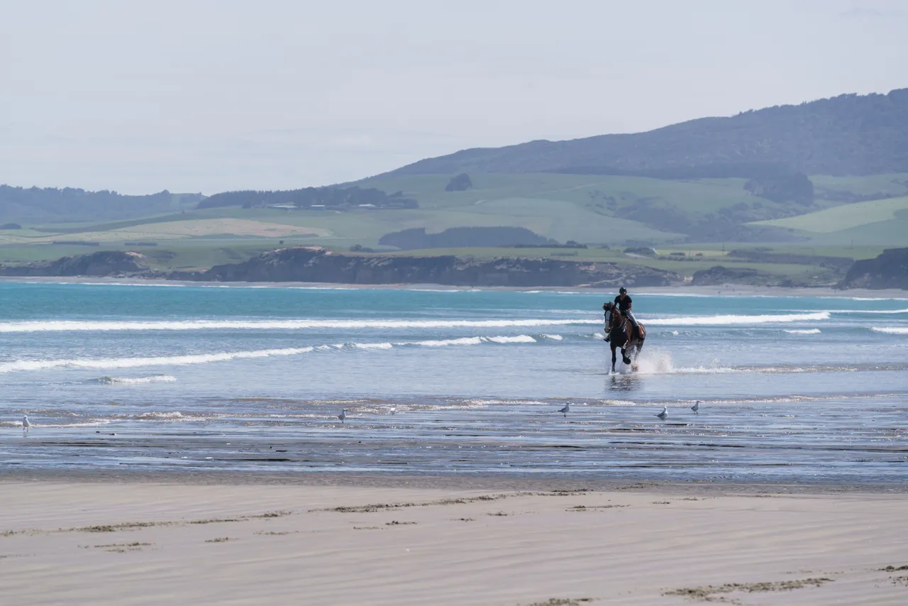 Horse Riding - Monkey Island Beach - Southland, New Zealand - Credit Videocopter (13)