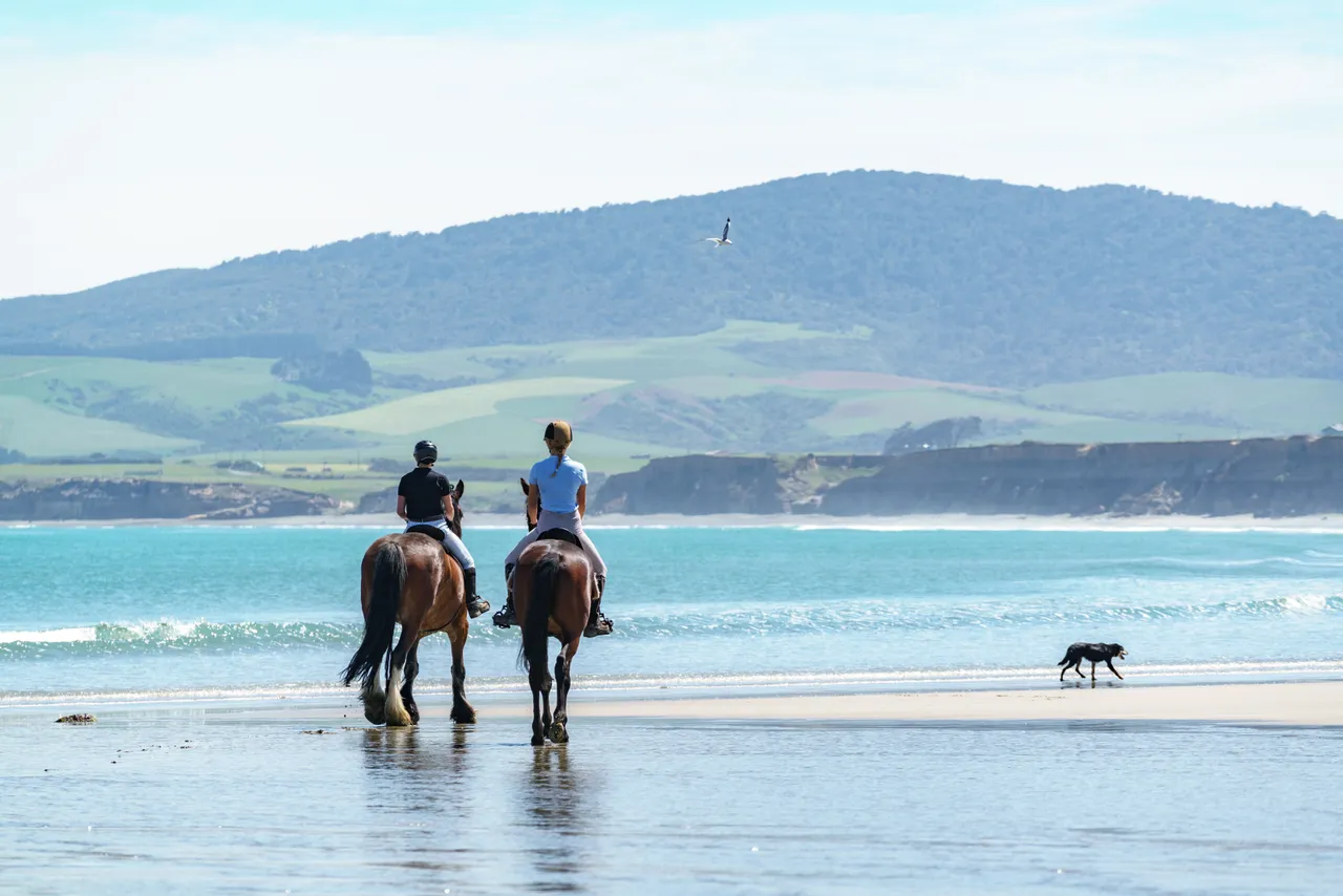 Horse Riding - Monkey Island Beach - Southland, New Zealand - Credit Videocopter (8)