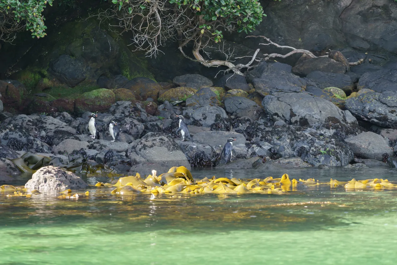 Stewart Island - Southland, New Zealand - Credit Videocopter (6)