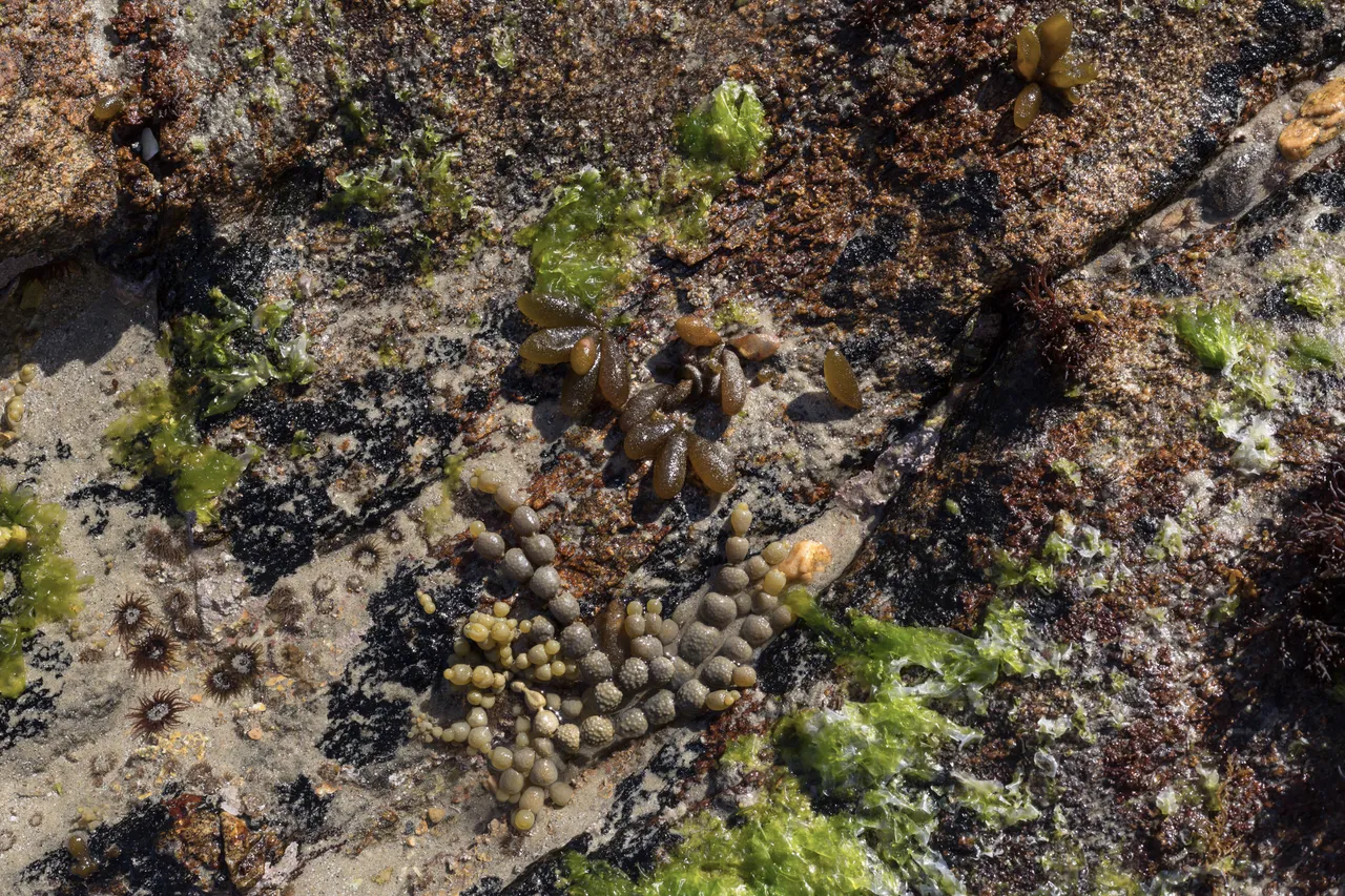 Mason Bay - Stewart Island - Southland, New Zealand - Credit Videocopter (14)