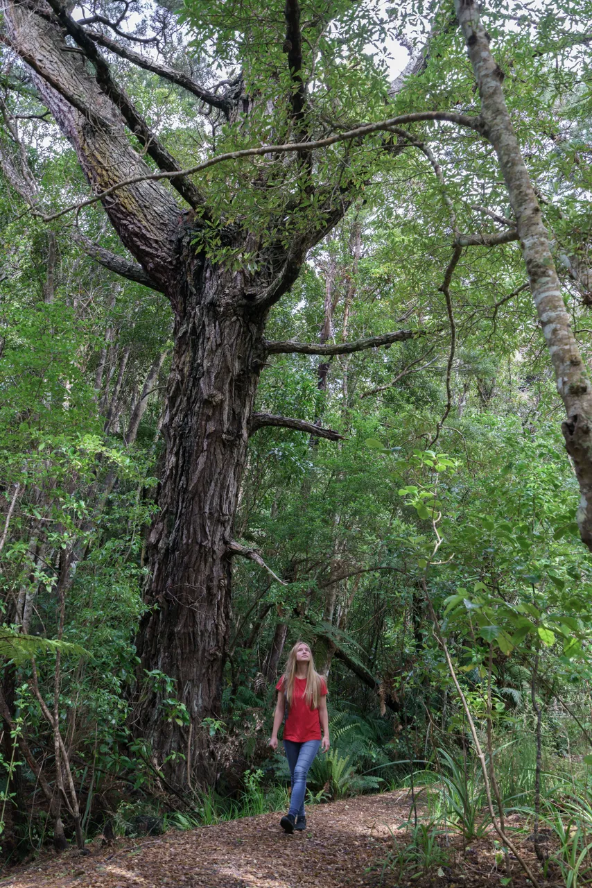 Ulva Island - Southland, New Zealand - Credit Videocopter (3)