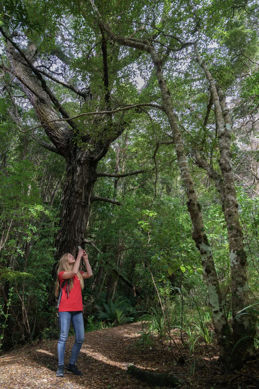 Ulva Island - Southland, New Zealand - Credit Videocopter (4)