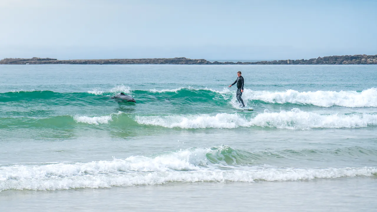 Dolphins Surfing - Southland, New Zealand - Credit Great South (4)