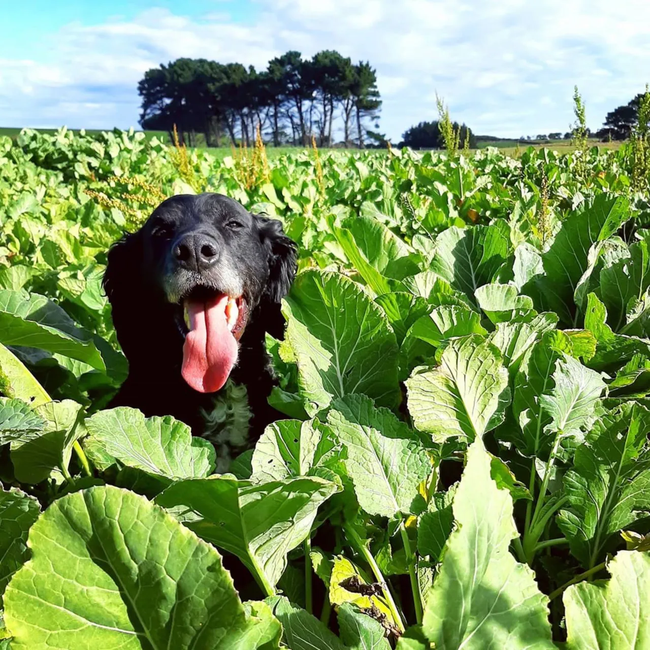 Dog in Field - Southland, New Zealand - Credit Great South