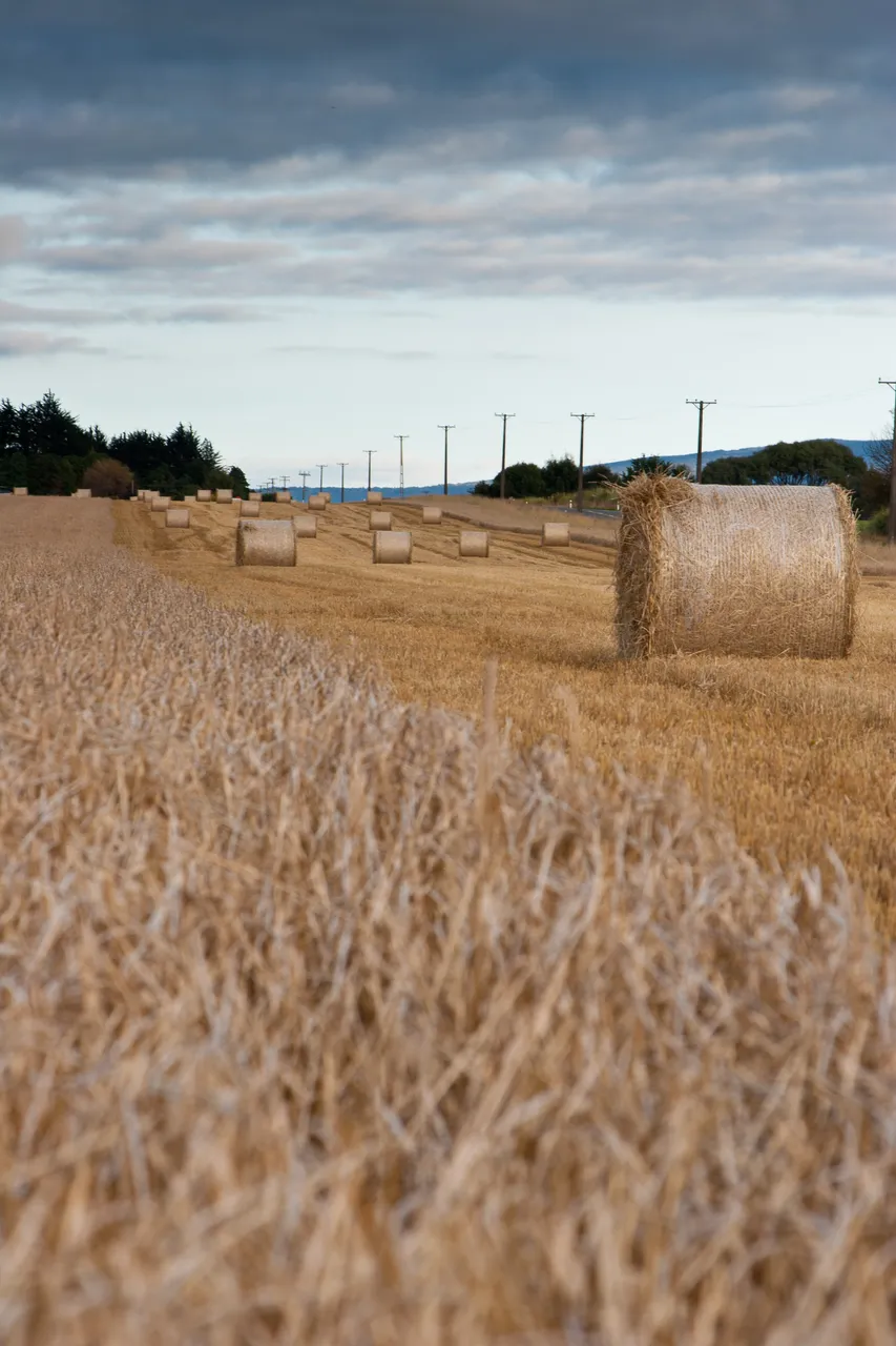 Hay Making - Southland, New Zealand - Credit Jeremy Pierce (3)