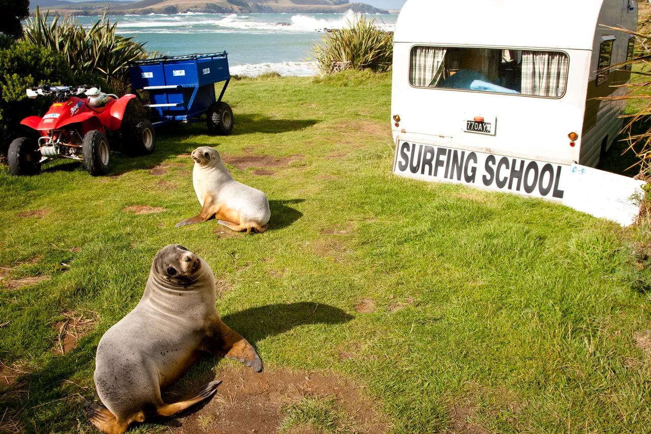 Curio Bay - Southland, New Zealand - Credit Jeremy Pierce (1)