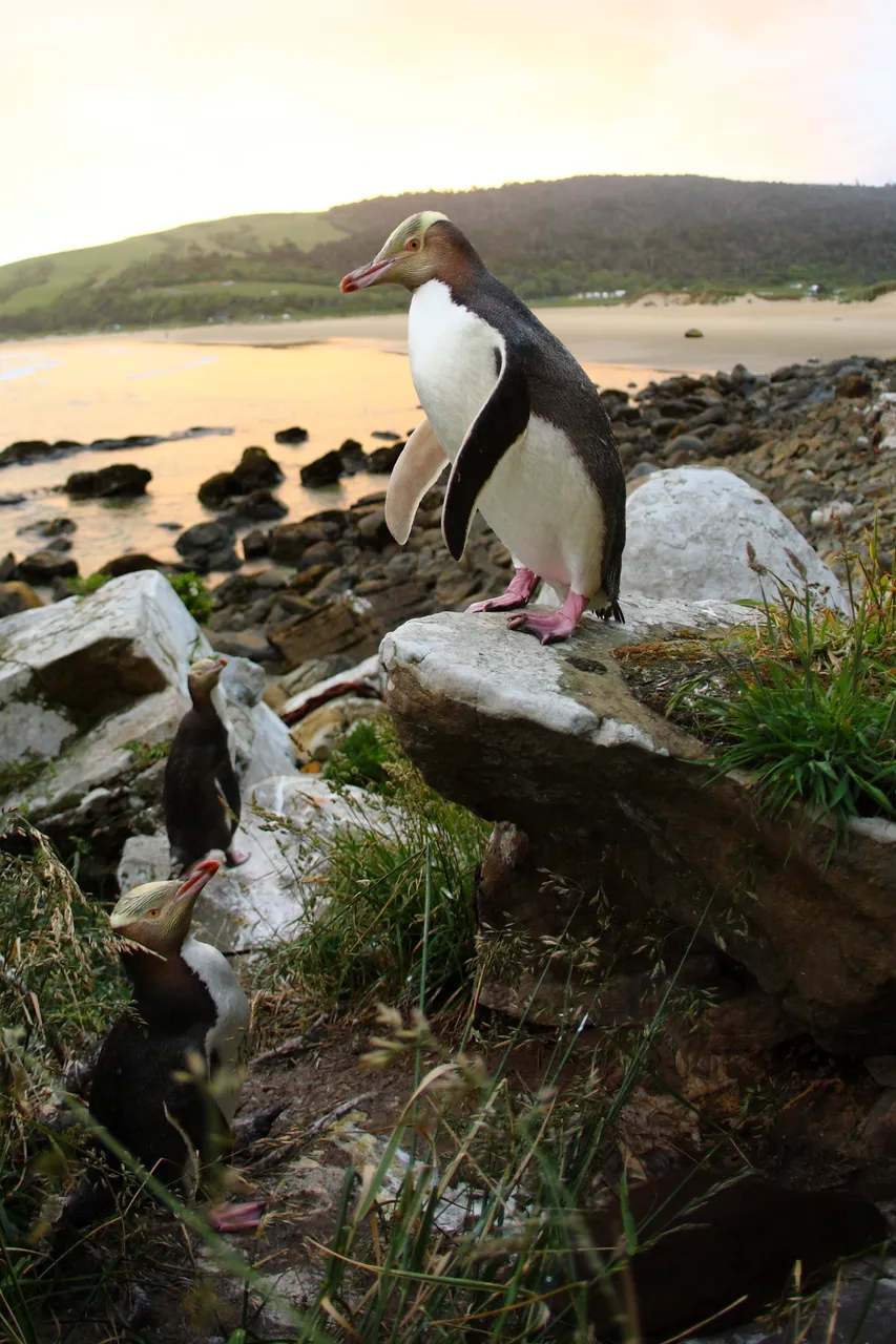 Yellow-Eyed Penguin - Southland, New Zealand - Credit Jeremy Pierce