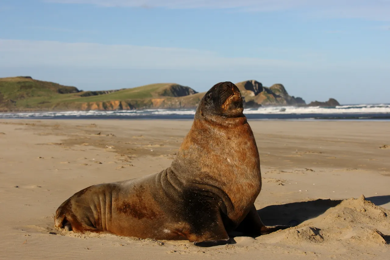Sea Lion - Southland, New Zealand - Credit Jeremy Pierce (1)