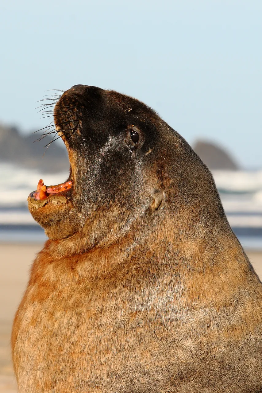 Sea Lion - Southland, New Zealand - Credit Jeremy Pierce (2)