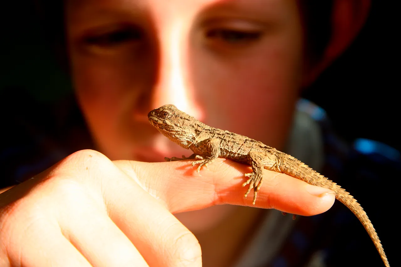 Tuatara - Southland, New Zealand - Credit Jeremy Pierce (3)