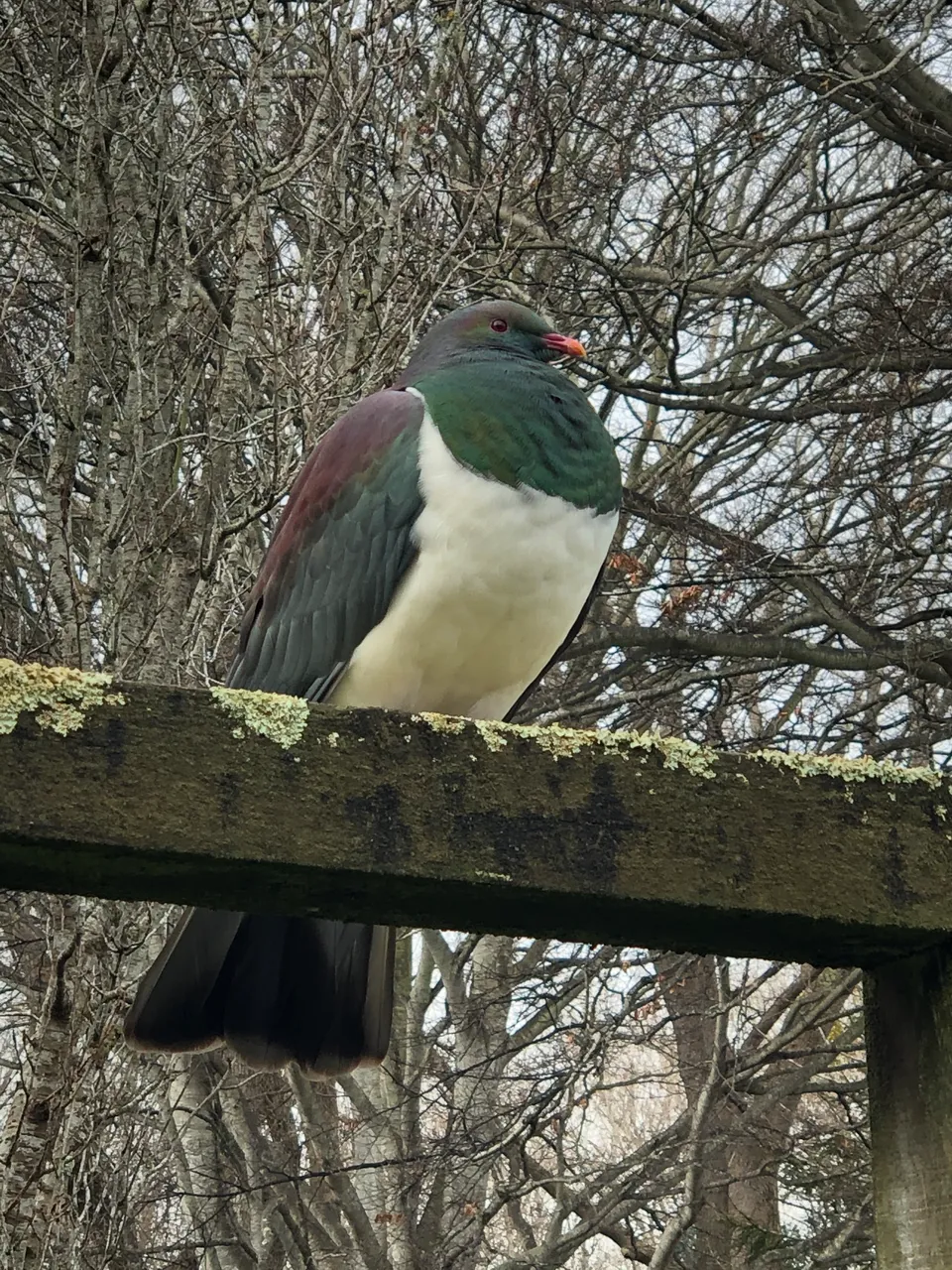 Kereru - Southland, New Zealand - Credit Great South (2)